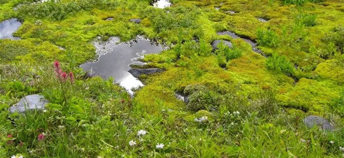 Pflanzensortiment: Wiesen-Bachlauf-Uferbepflanzung 1m: 5 Pfl in 4 versch. Arten