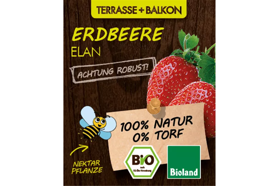 Bio Erdbeere 'Elan' 12 cm Topf