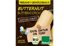 Bio Kürbis 'Butterscotch' 12 cm Topf