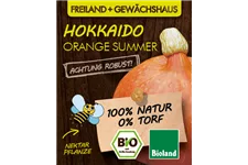 Bio Kürbis 'Orange Summer' 12 cm Topf