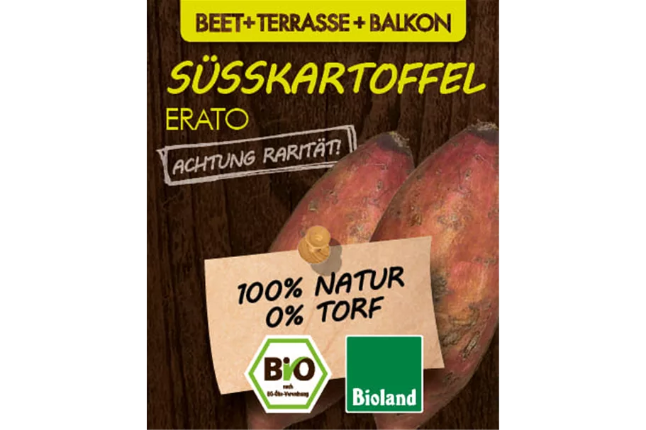 Bio Süßkartoffel 'Erato' 12 cm Topf