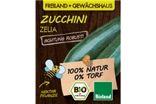 Bio Zucchini 'Zelia' 12 cm Topf