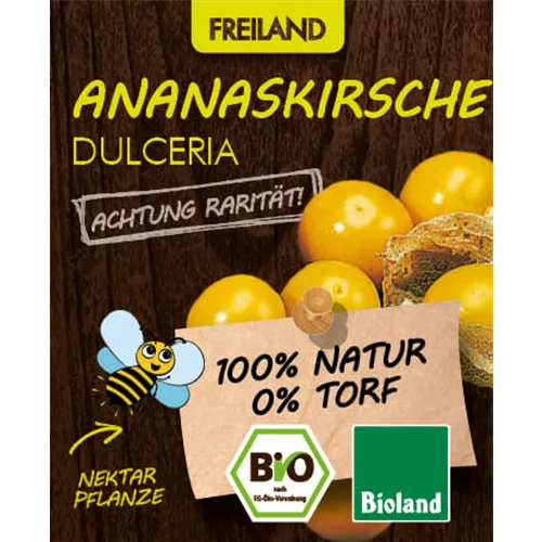 Bio Ananaskirsche 'Dulceria'