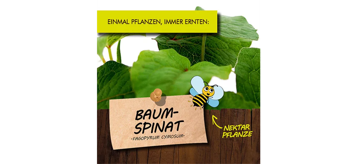 Bio Baum-Spinat Kräutertopf 12 cm Baum-Spinat