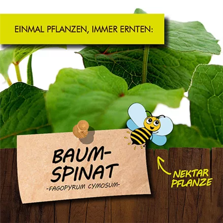 Bio Baum-Spinat
