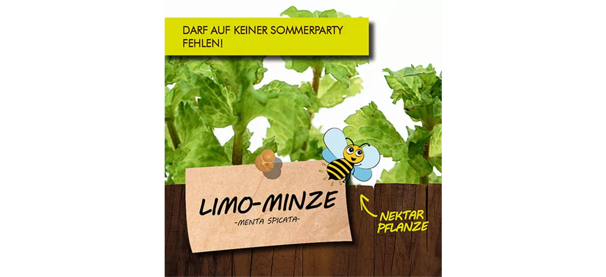 Bio Limo-Minze Kräutertopf 12 cm Limo-Minze 
