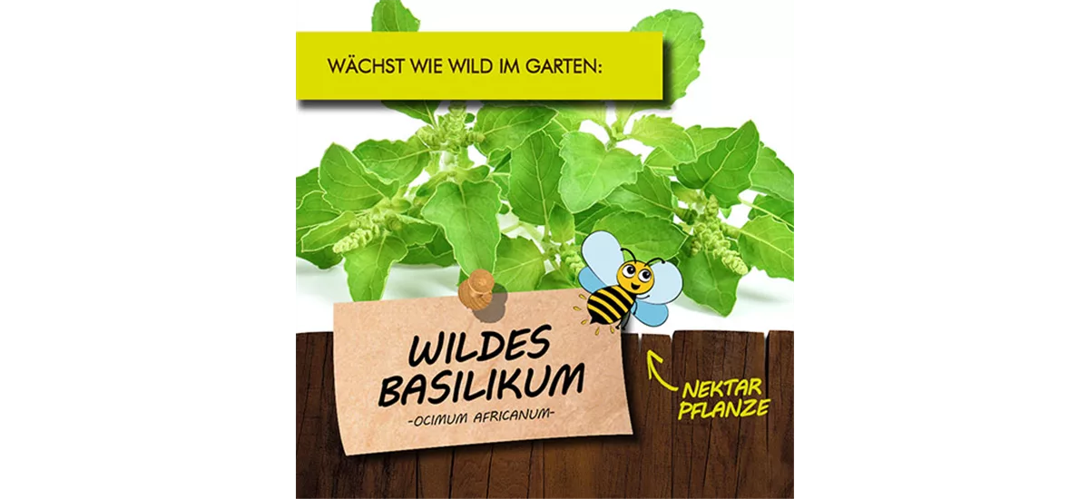 Bio Wildes Basilikum Kräutertopf 12 cm Wildes Basilikum
