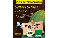 Bio Salatgurke 'Corinto' 12 cm Topf