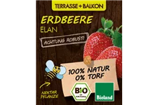 Bio Erdbeere 'Elan' 12 cm Topf