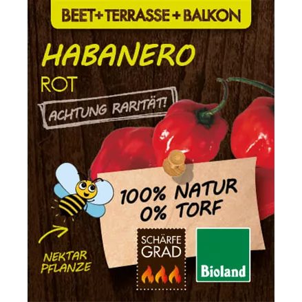 Bio Chili 'Habanero Rot'