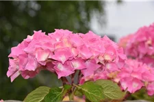 Hydrangea macrophylla 'Endless Summer' ®Rosa rosa, 5 Liter Topf, 30- 40 cm
