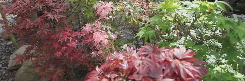 Gartengestaltung - Japanischer Ahorn (thumbnail) (Gartengestaltung - Japanischer Ahorn (thumbnail).jpg)