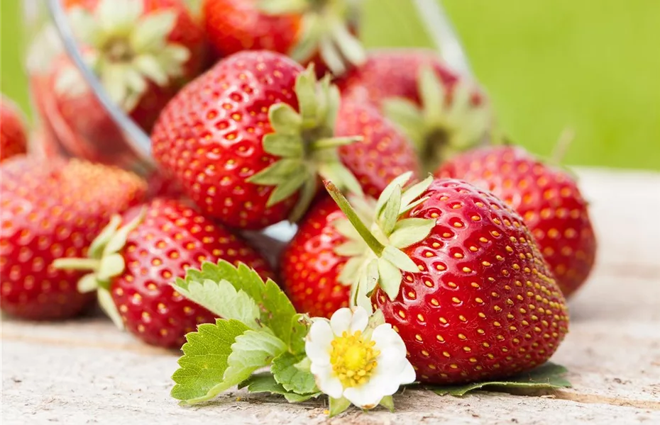 Die Erdbeere – die heimliche Nuss