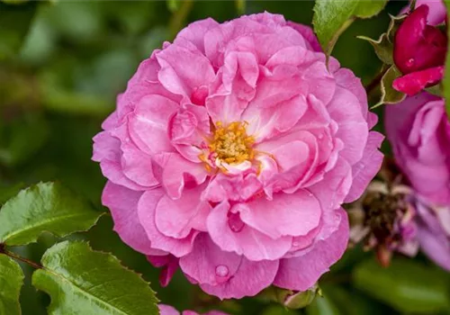 Beispiele für neue, ADR geprüfte Rosensorten