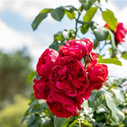 Rosen kaufen und den Garten märchenhaft gestalten