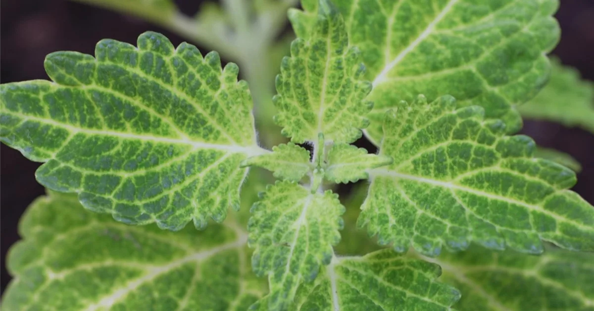 Buntnessel Einpflanzen im Garten Olerum