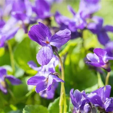 Duftveilchen (Viola odorata) - Stauden einpflanzen im Garten