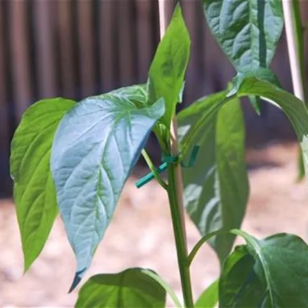 Jalapeno Paprika- Einpflanzen im Gemüsebeet