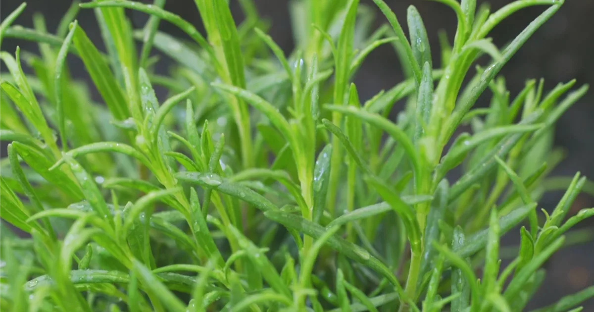Lavendel Einpflanzen im Garten Olerum