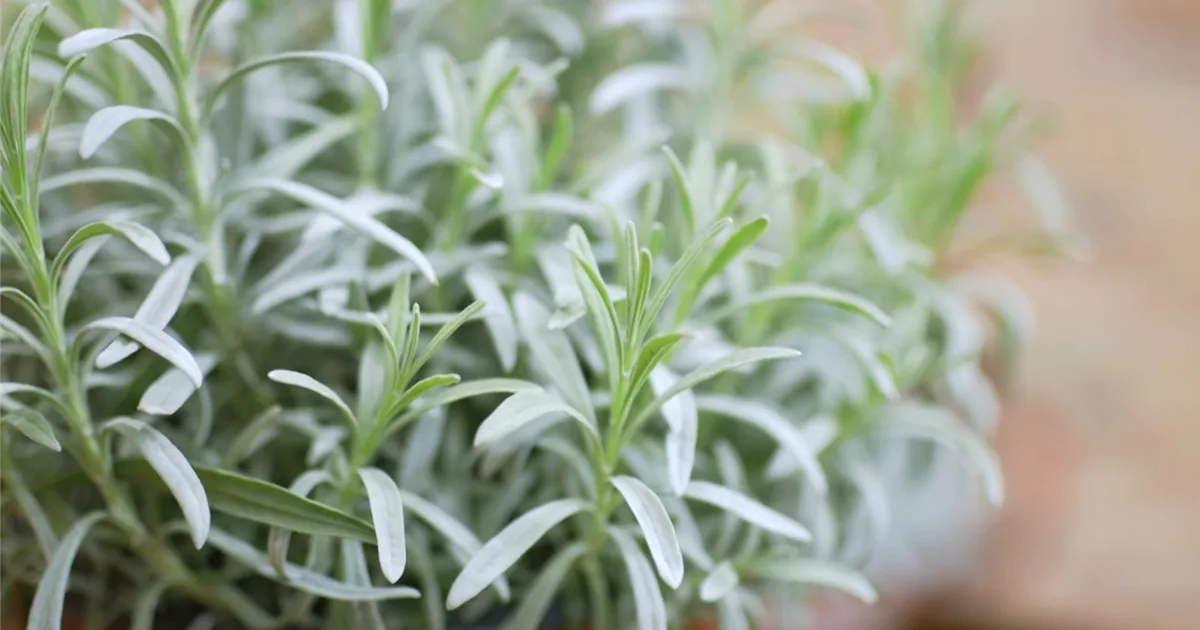 Lavendel Umtopfen Olerum