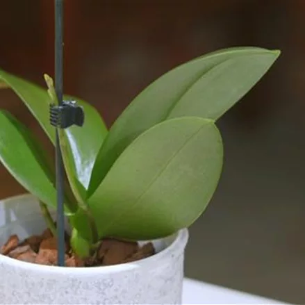Orchideen (Phalenopsis) pflegen