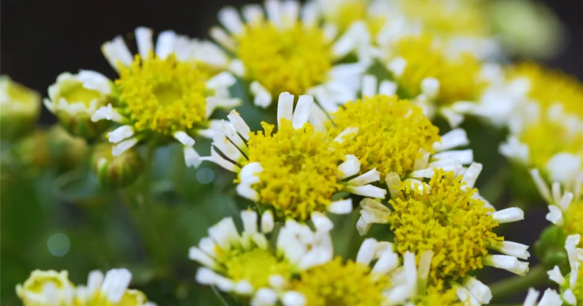 PazifikMargerite Einpflanzen im Garten Olerum
