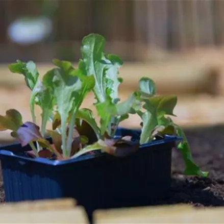 Salat - Einpflanzen im Gemüsebeet