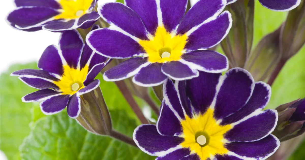 Schlüsselblume Einpflanzen im Garten Olerum