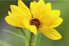 Weidenblättrige Sonnenblume 1 Liter Topf