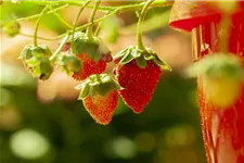4-Monatserdbeere 'Lucky Berry'® Topfgröße 4,6 Liter / Höhe 40-50cm