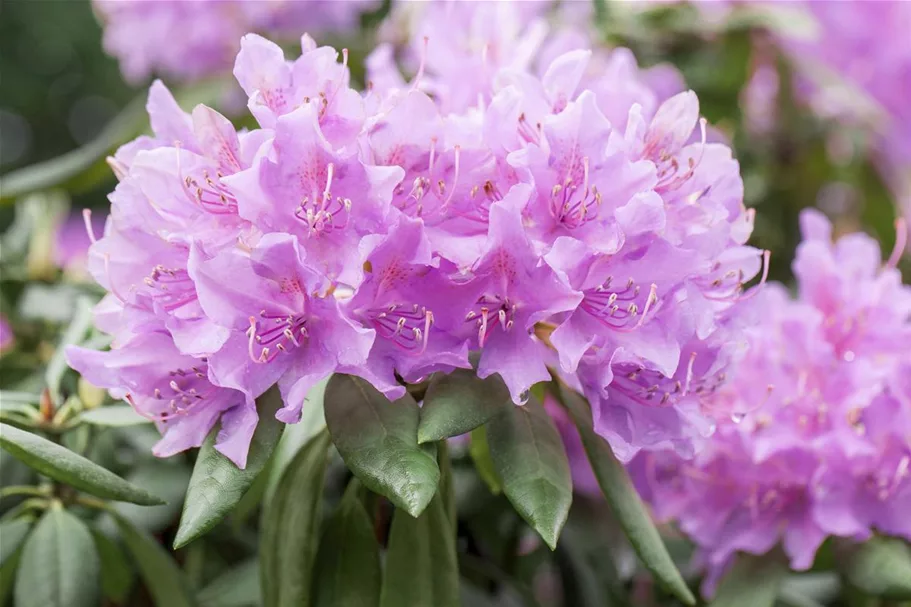 Catawba-Rhododendron 'Grandiflorum' Topfgröße 12 Liter