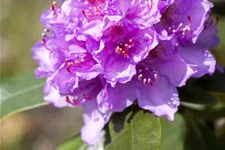 Catawba-Rhododendron 'Grandiflorum' Topfgröße 12 Liter