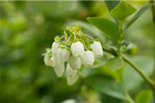 Heidelbeere Polar Fruits® 'Blueberry' Topfgröße 5 Liter / Höhe 50-60cm