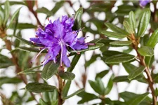 Kleinblättriger Rhododendron 'Azurika' Topfgröße 2,3 Liter