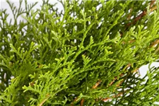 Lebensbaum 'Smaragd' Topfgröße 1 Liter / Höhe 15-20cm