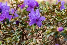 Kleinblättriger Rhododendron 'Saint Merryn' Topfgröße 2,3 Liter