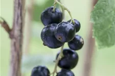 Johannisbeere Polar Fruits® 'Black Currant Berry' Topfgröße 5 Liter / Höhe 50-60cm
