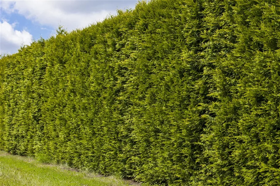 Lebensbaum 'Smaragd' Topfgröße 1 Liter / Höhe 15-20cm