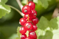 Johannisbeere Polar Fruits® 'Red Currant Berry' Topfgröße 5 Liter / Höhe 50-60cm