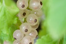 Johannisbeere Polar Fruits® 'White Currant Berry' Topfgröße 5 Liter / Höhe 50-60cm