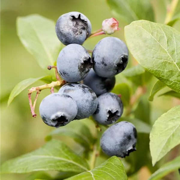 Heidelbeere Polar Fruits® 'Blueberry'