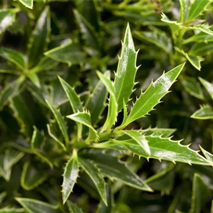 Myrtenblättrige Hülse 'Myrtifolia'
