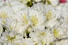 Japanische Azalee 'Maischnee'® Topfgröße 2,3 Liter