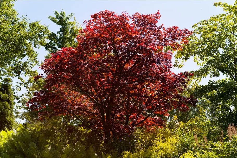 Roter Fächerahorn 'Atropurpureum' Topfgröße 6 Liter / Höhe 60cm