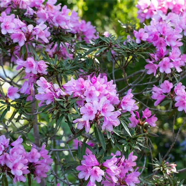 Pontischer Rhododendron 'Graziella'
