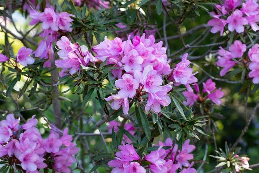 Pontischer Rhododendron 'Graziella' Topfgröße 4,6 Liter / Höhe 30-40cm