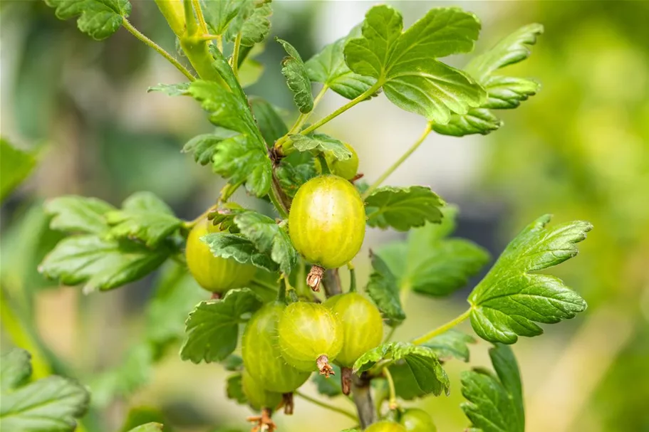 Stachelbeere Polar Fruits® 'Green Goose Berry' Topfgröße 5 Liter / Höhe 50-60cm