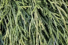 Zwerg-Lebensbaum 'Whipcord' Topfgröße 2,3 Liter