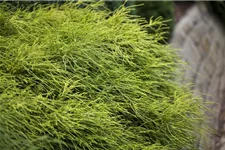 Grüne Fadenzypresse 'Filifera Nana' Topfgröße 2 Liter / Höhe 20-25cm