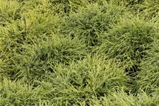 Grüne Fadenzypresse 'Filifera Nana' Topfgröße 2 Liter / Höhe 20-25cm